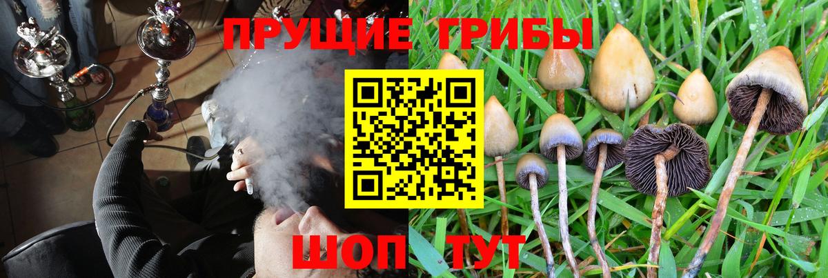 Галлюциногенные грибы Psilocybe Усинск
